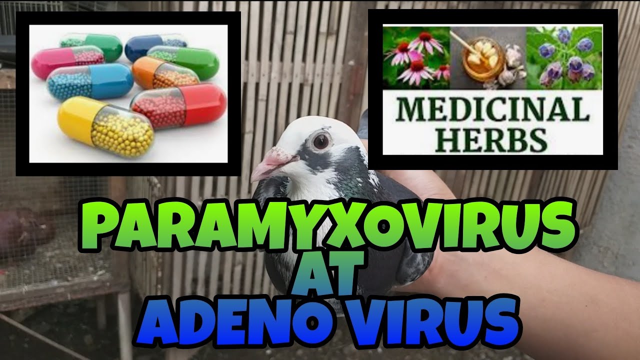 GAMOT SA BALELENG NG KALAPATI | PARAMYXOVIRUS AT ADENO VIRUS