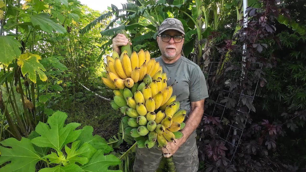 Harvesting Three Banana Racks