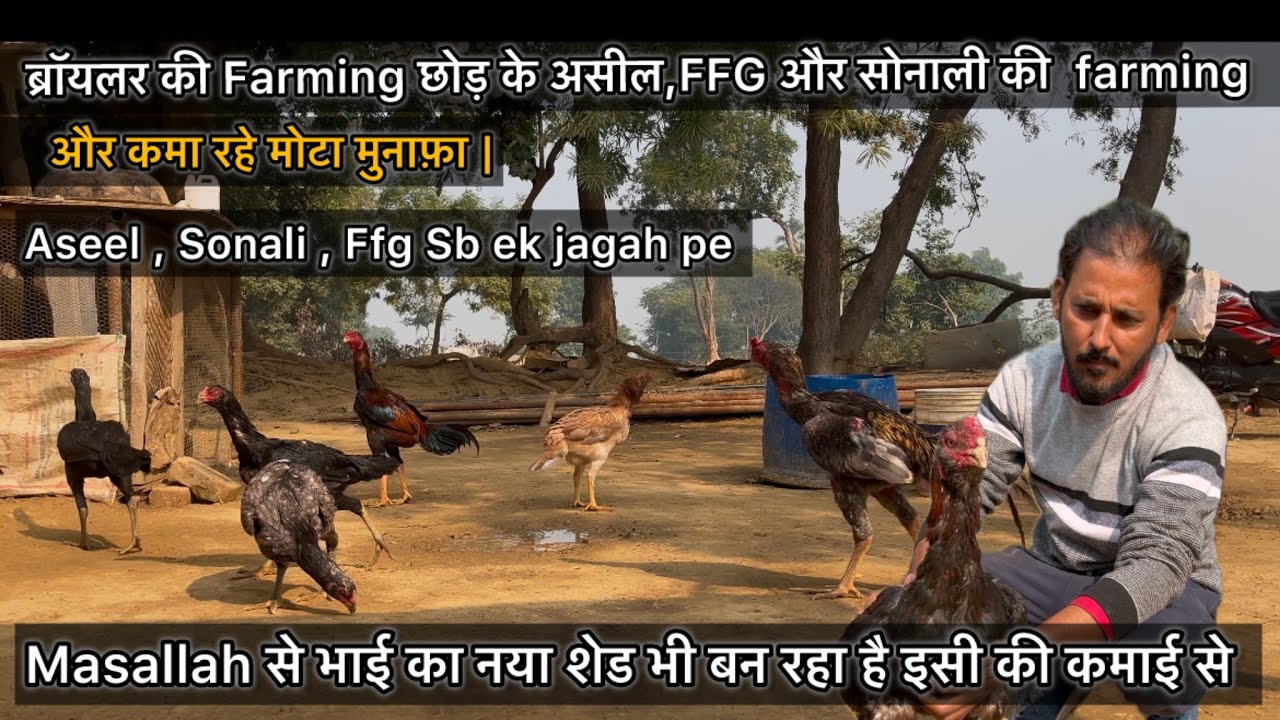 असील और देसी की Faming से कमा के बना रहे नया शेड और तरक्की | Aseel poultry farming 