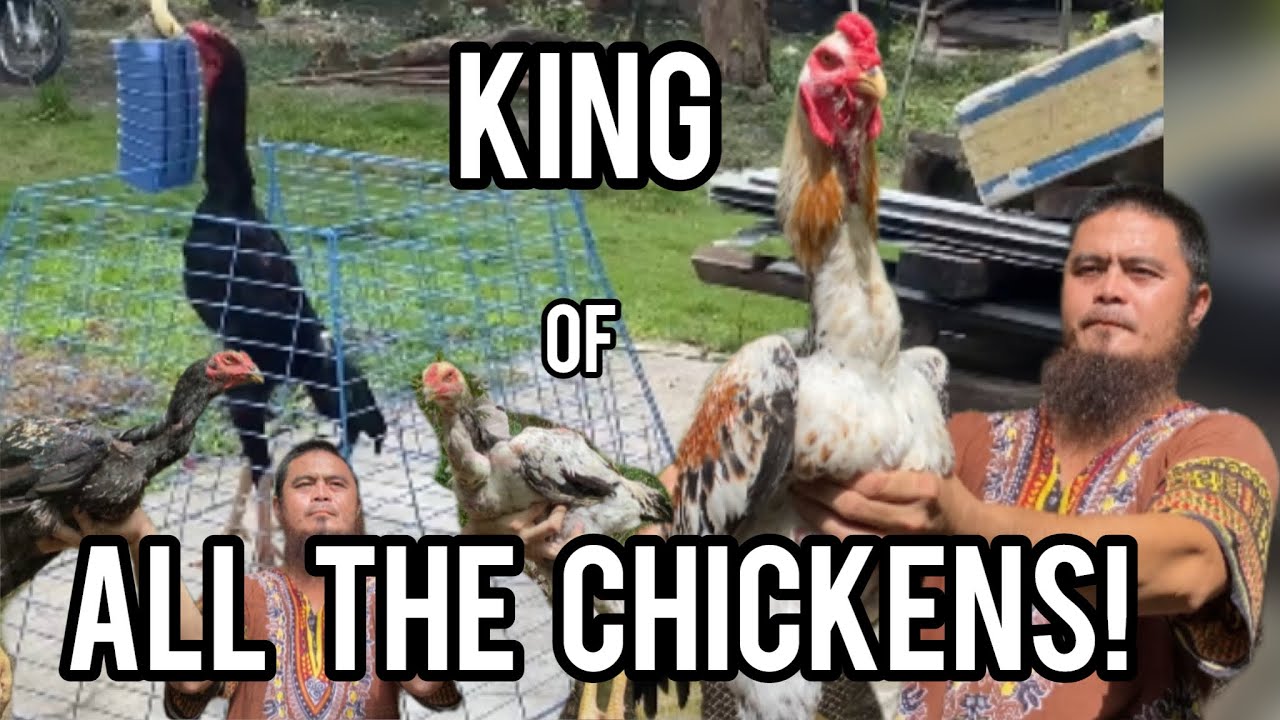 PINAKAMALAKING MANOK NA NAKITA KO!