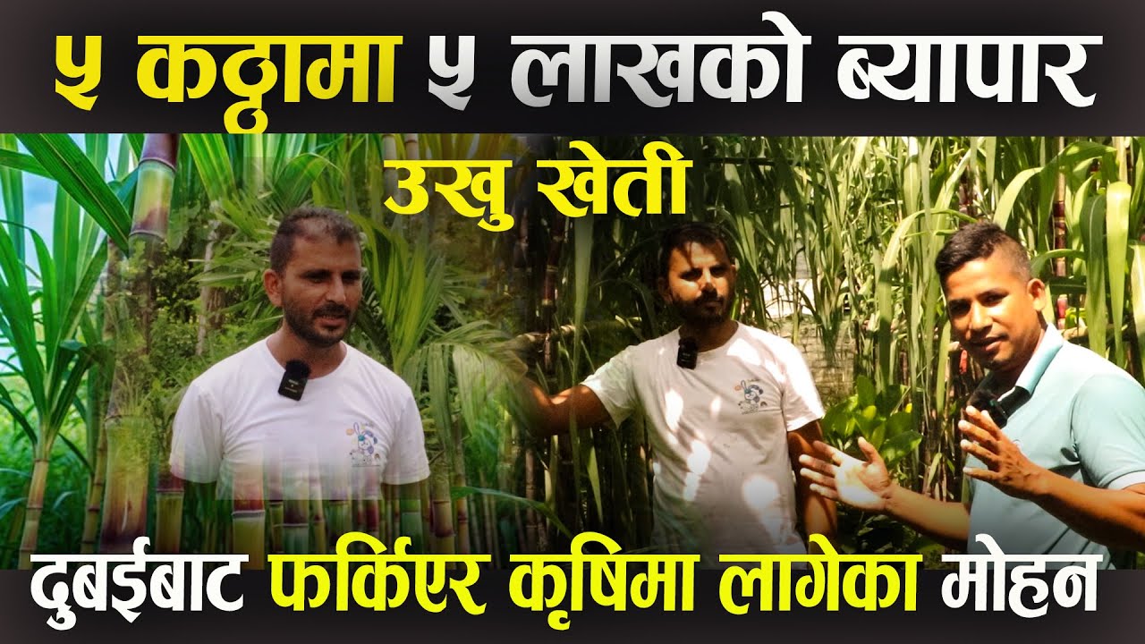 दुबईबाट फर्किएर उखु खेतीमा रमाउदै मोहन II बार्षिक ५ लाख आम्दानी II Sugarcane cultivation in Nepal
