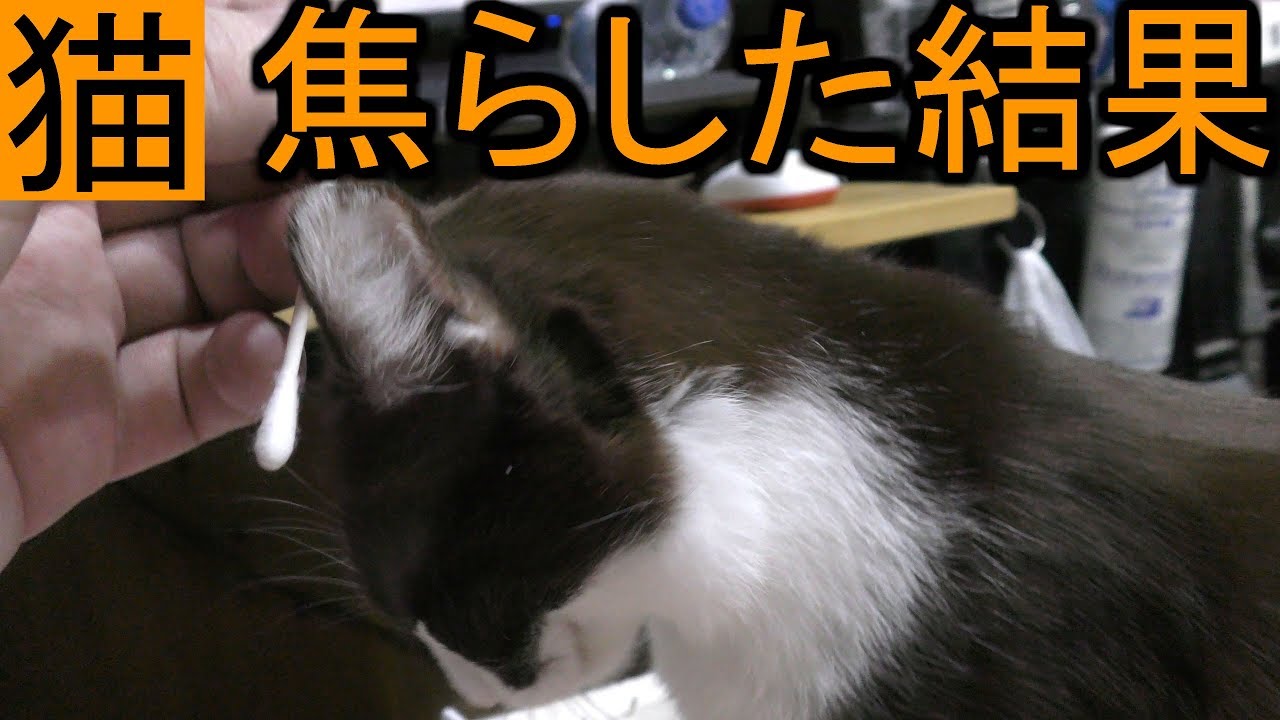 家猫みーちゃん発情期、綿棒する前に焦らしてみた結果…