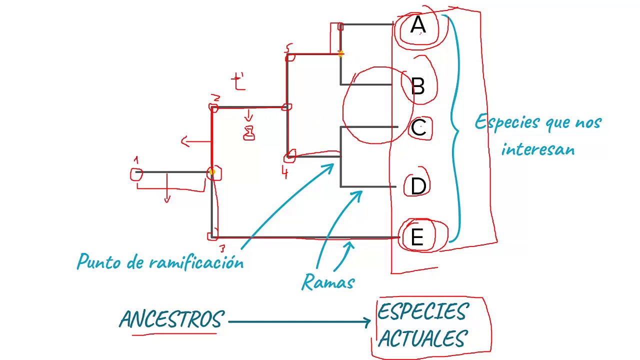 ¿Cómo se lee un árbol filogenético?