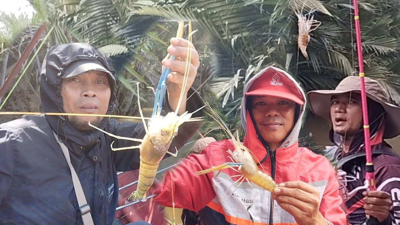 TRIP MANCING UDANG DI 3 SUNGAI - (SUNGAI RAMPOK, SUNGAI PALONG & SUNGAI BALOK) 