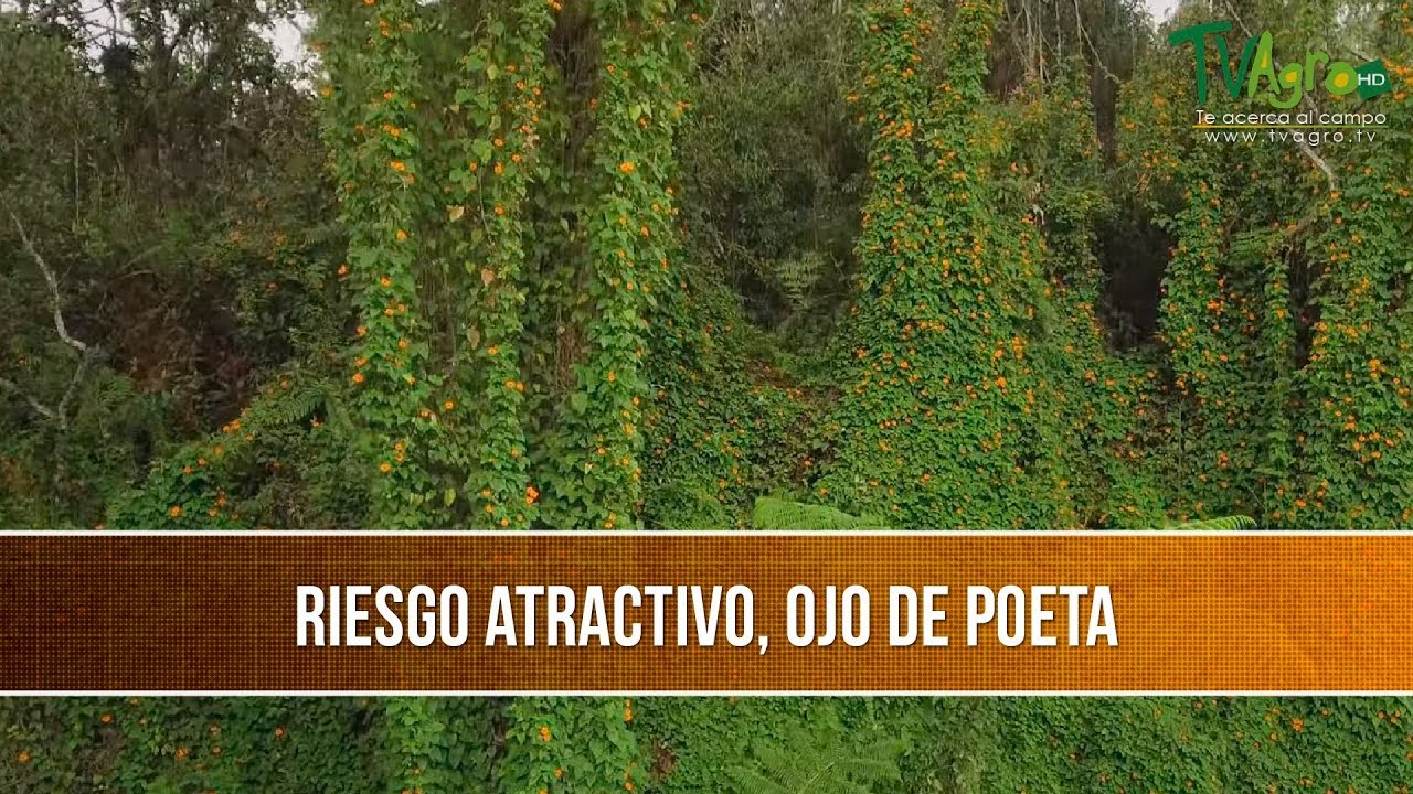 Como Erradicar el Ojo de Poeta- TvAgro por Juan Gonzalo Angel