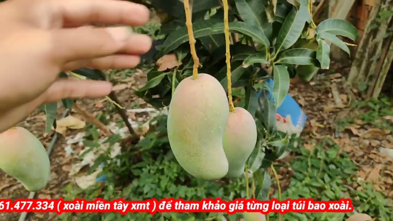 Giá xoài đài loan ngày 6-3-2026