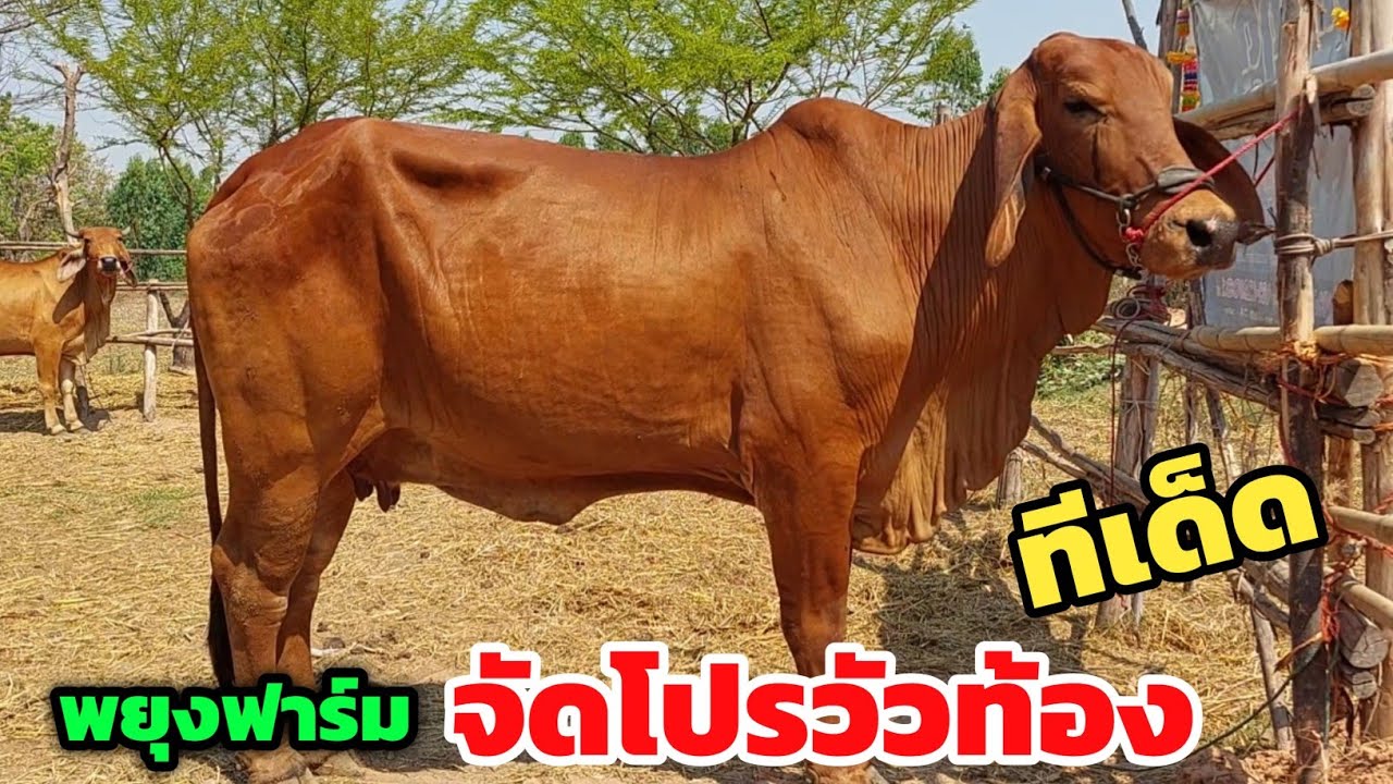 ทีเด็ดพยุงฟาร์ม‼️จัดโปวัวท้อง และวัวสาวชุดตั้งฟาร์ม 22 ก.พ.69 พิเศษแม่ลูกเทพ รีบเลย