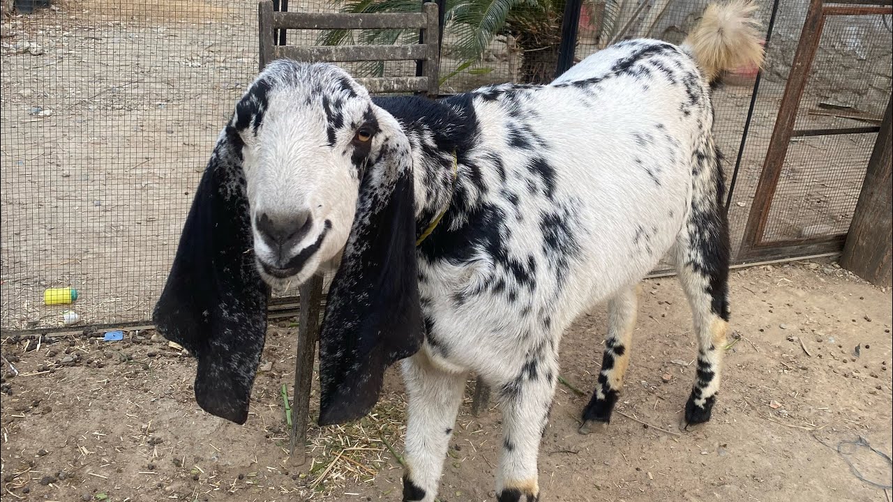 Say Mashallah ! Shoq #goat #goatfarming #newvlog