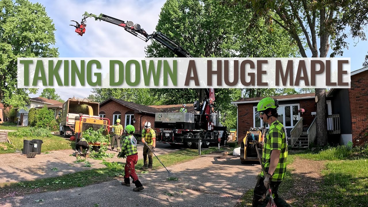 Taking Down a Huge Maple with a Grapple-Saw Truck