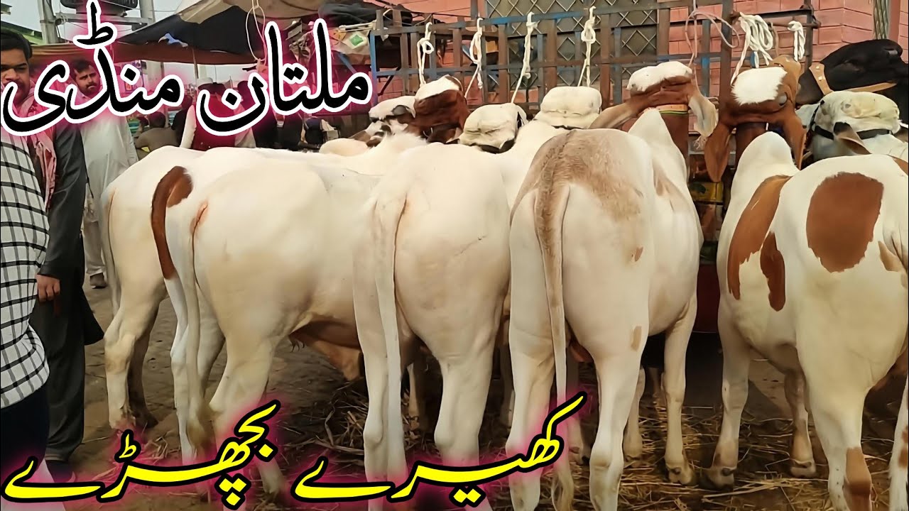 Multan Cow Mandi me Ay Ablag Cholistani Kheerayy or 2 dantt Bachryy latest update 
