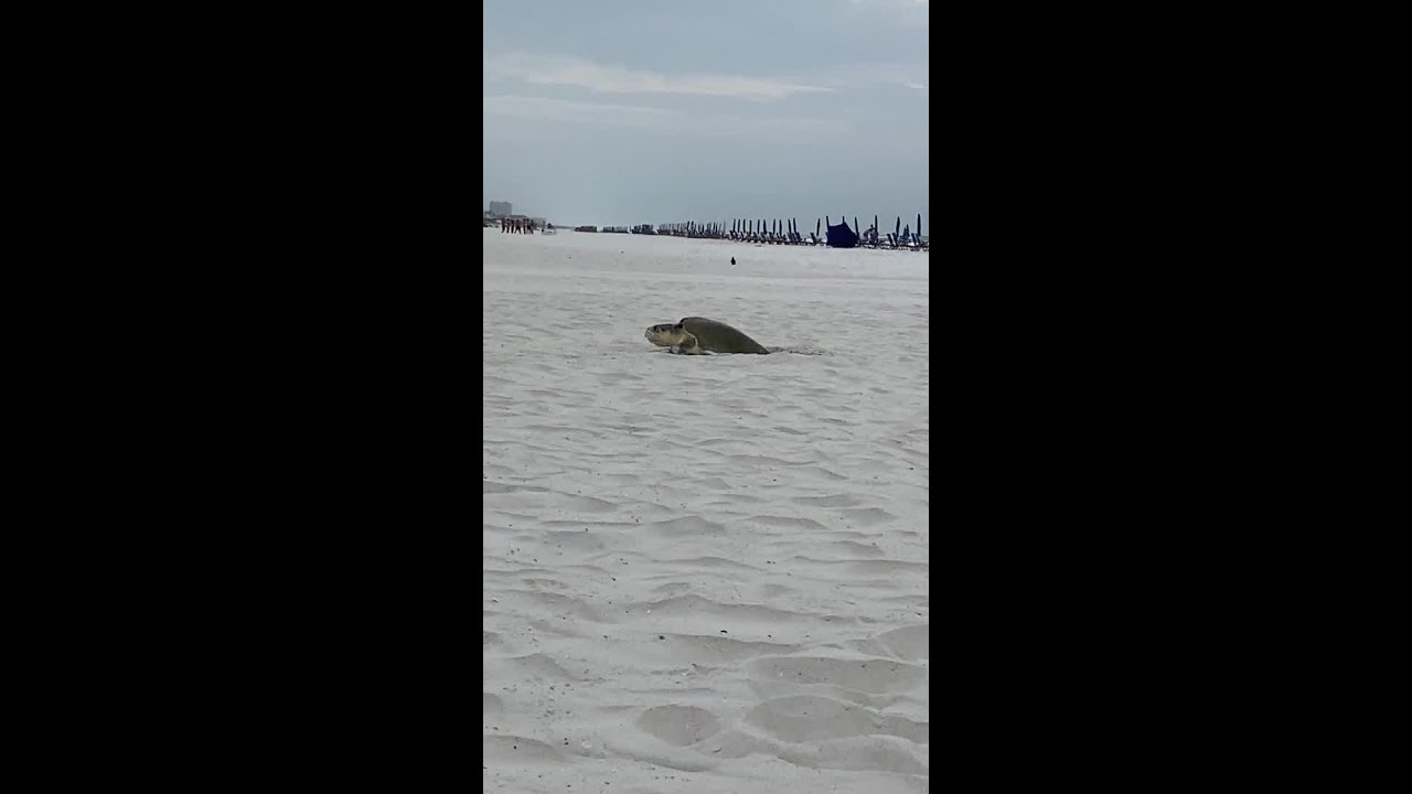 VIDEO: A Turtle's Journey: Watch Kemps Ridley make daytime nest on Pensacola Beach