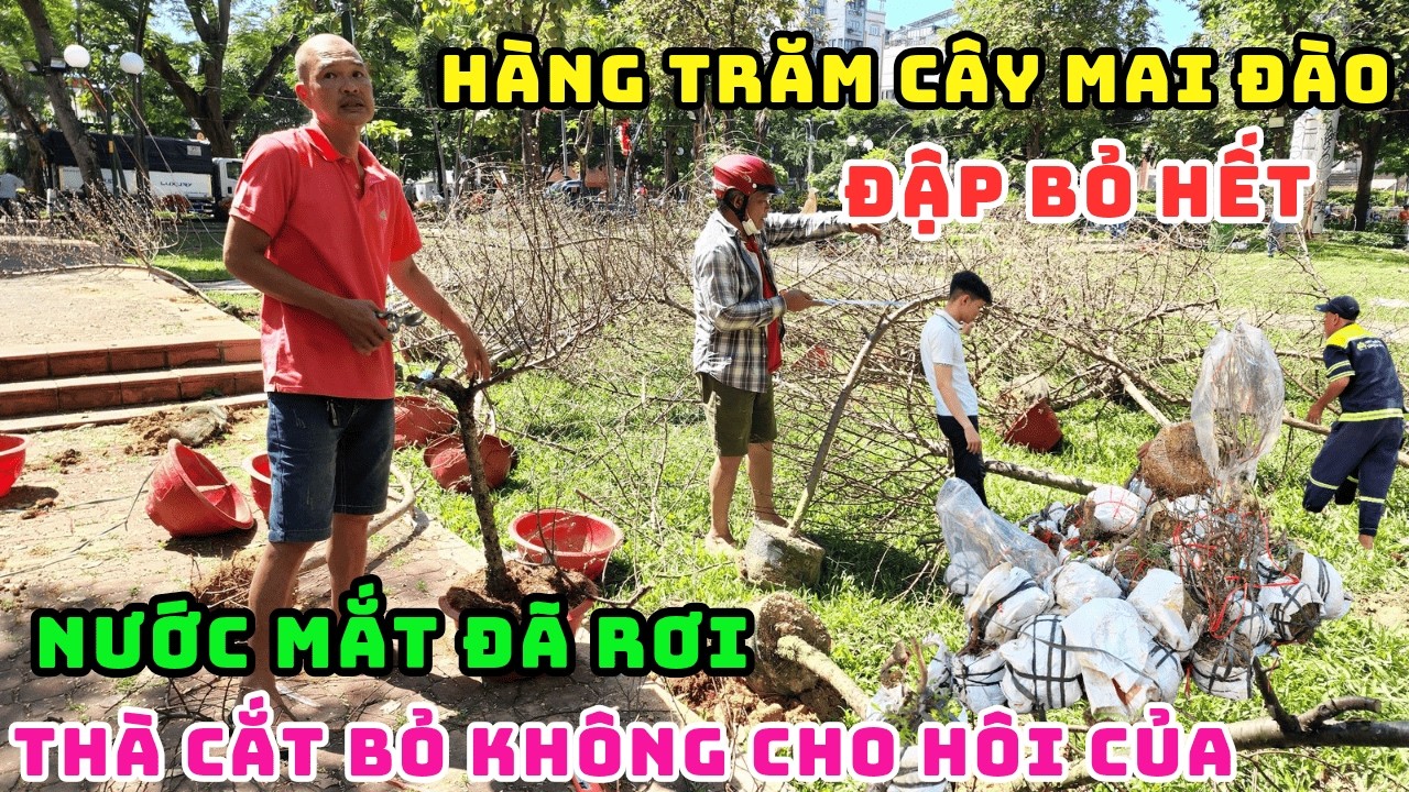 THÊ THẢM RỒI! TRƯA 29 TẾT NHÀ VƯỜN ĐAU LÒNG CẮT BỎ, ĐẬP HẾT HÀNG TRĂM GỐC ĐÀO, VỀ QUÊ TRONG NƯỚC MẮT