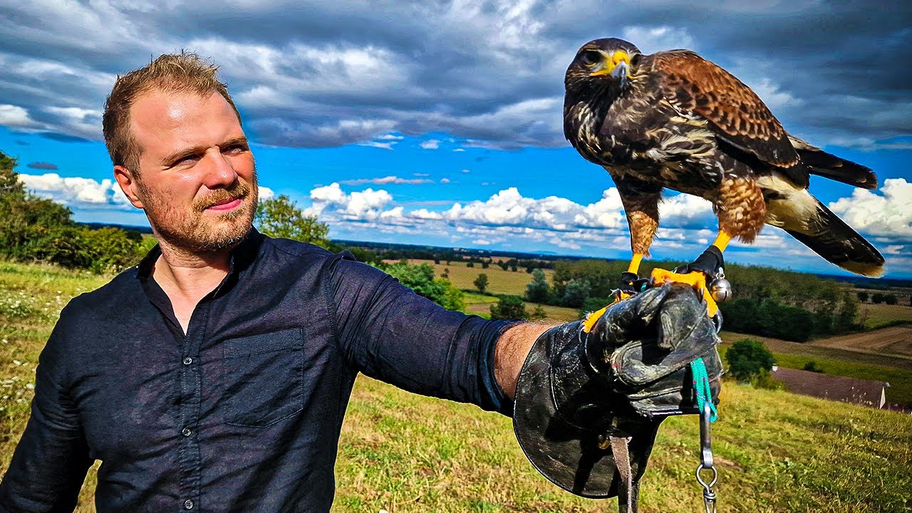 Course poursuite spectaculaire VS pigeons - REPORTAGE FAUCONNERIE