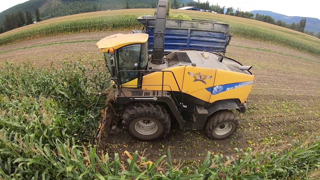 Corn Soybean intercropping Harvest  || Nata Farms Inc || H P Cattle