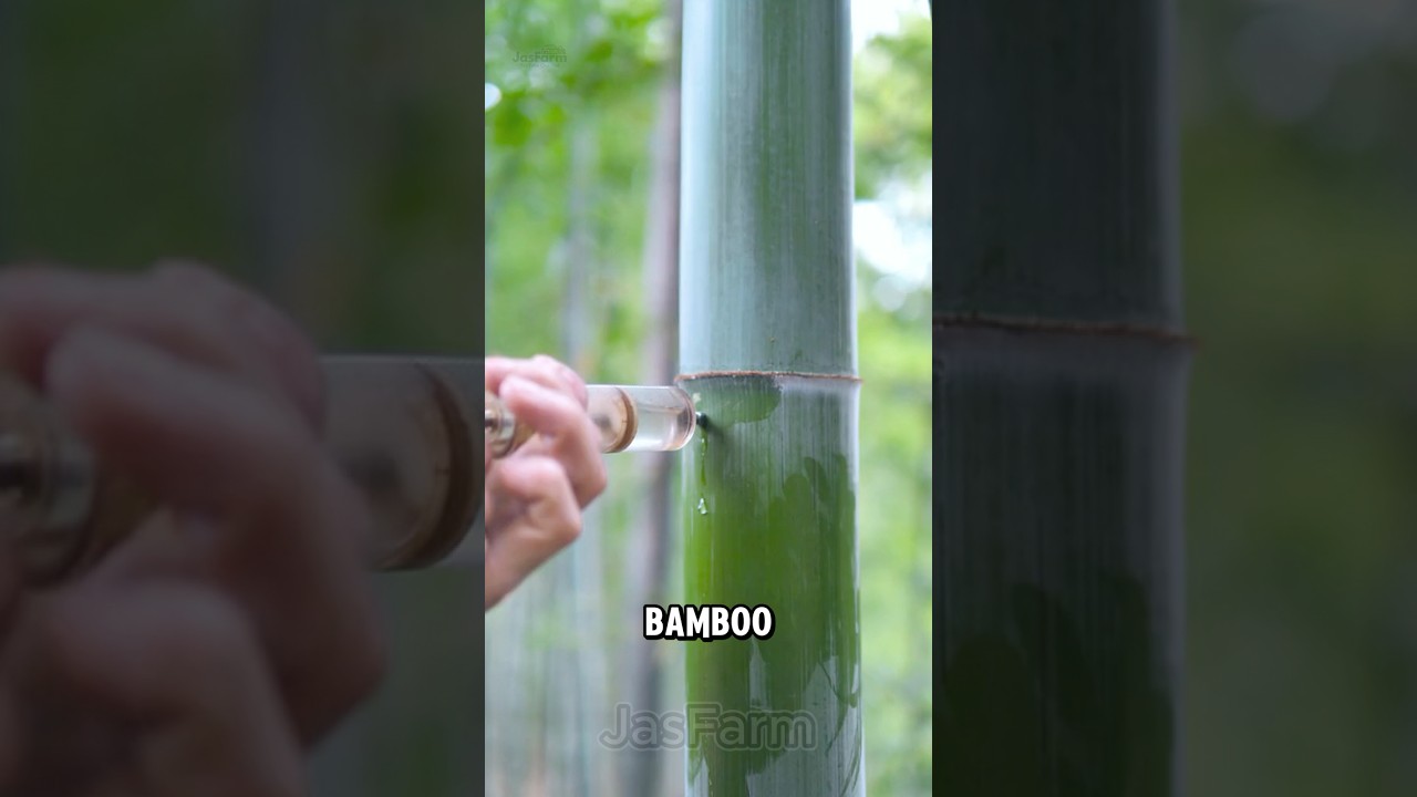 Bamboo Wine: A Hidden Chinese Secret #shorts #jasfarm #bamboowine