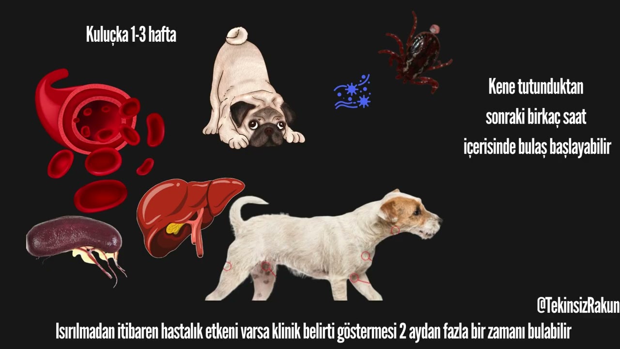 KÖPEKLERDE  Ehrlichia Canis (köpeklerde kan paraziti)