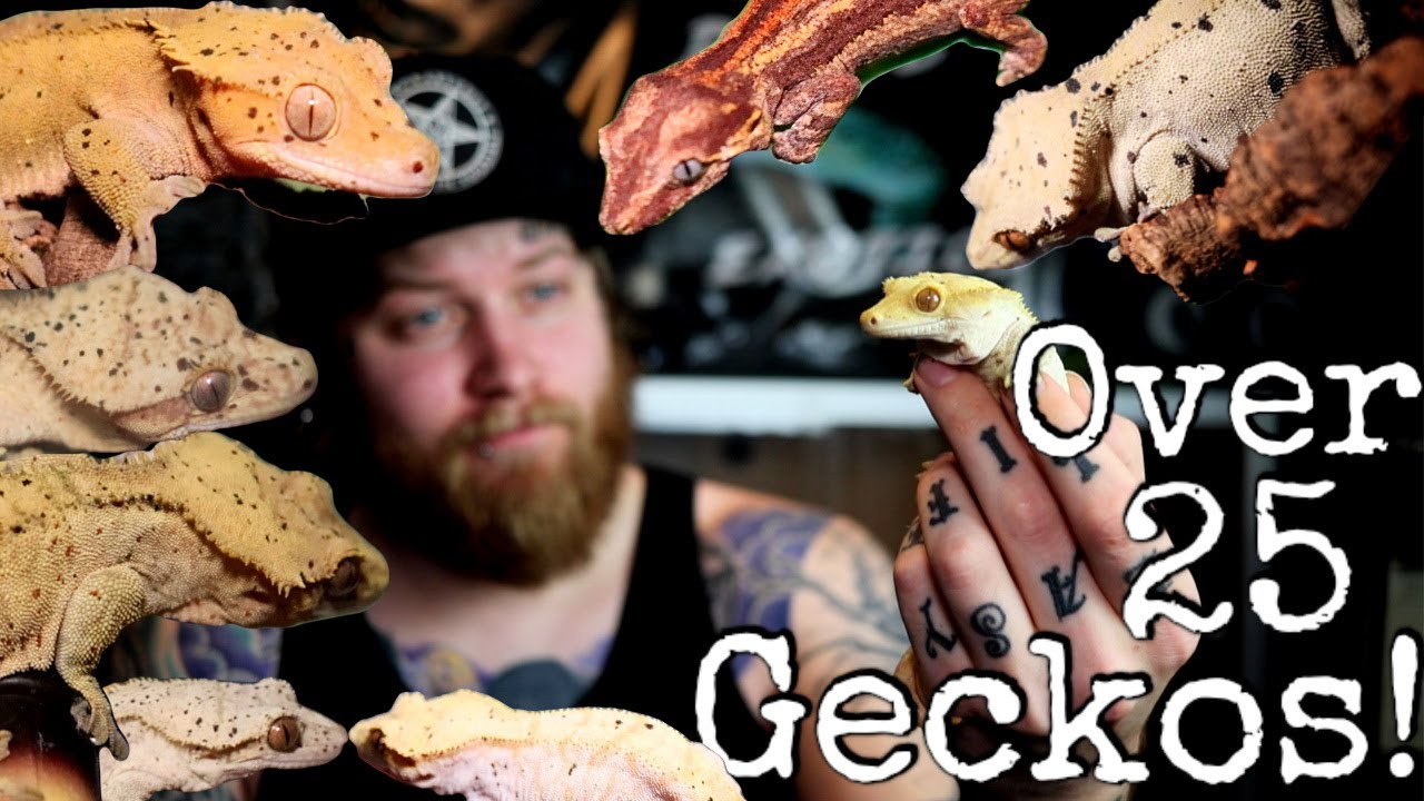 All Of My Crested Geckos [Crested Gecko Tour]