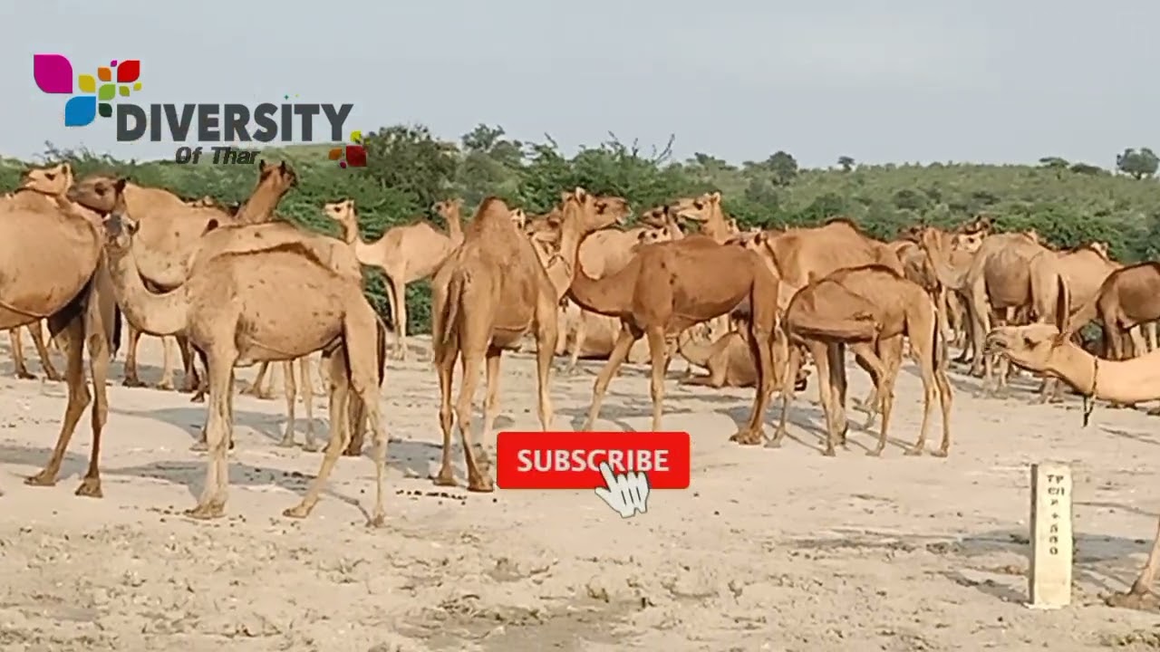 Rebari Camel Herd || camel calf feeding || Camels Of Tharparkar
