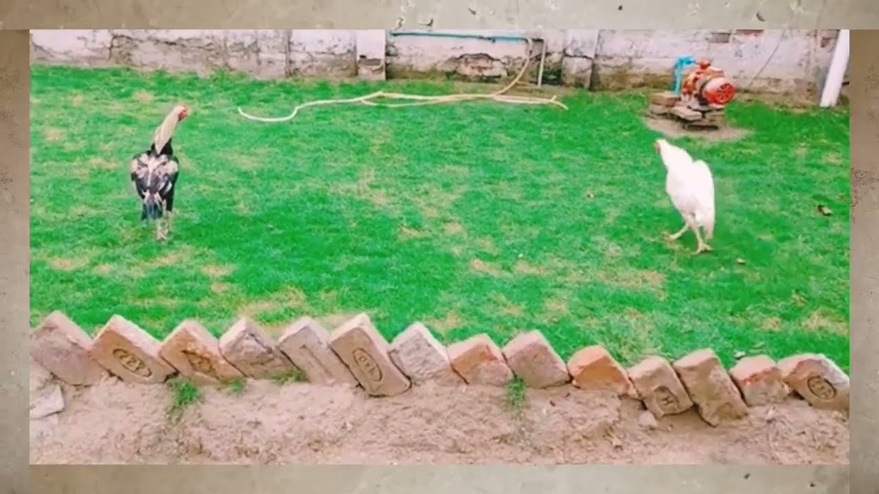 aseel heera vs kala java || aseel video || funny video #aseel #murga #murga #reaction