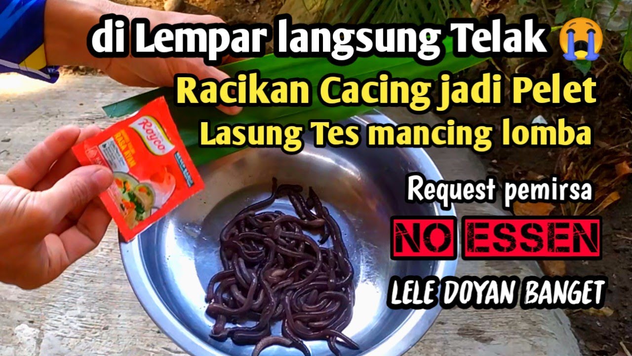 Terbaru! cara bikin pelet cacing tanpa essen umpan lele Galatama siang malam