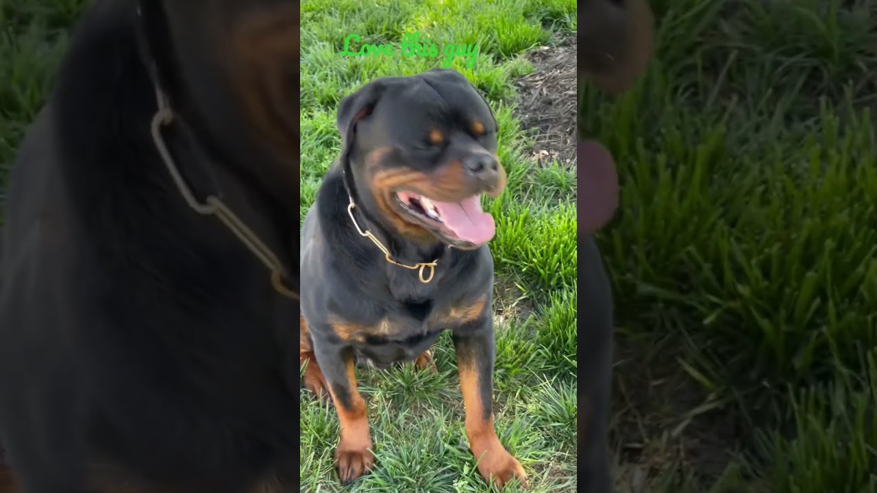 #dog #rottweilerlovers #dogtraining #rottweiler #rottweilerlife