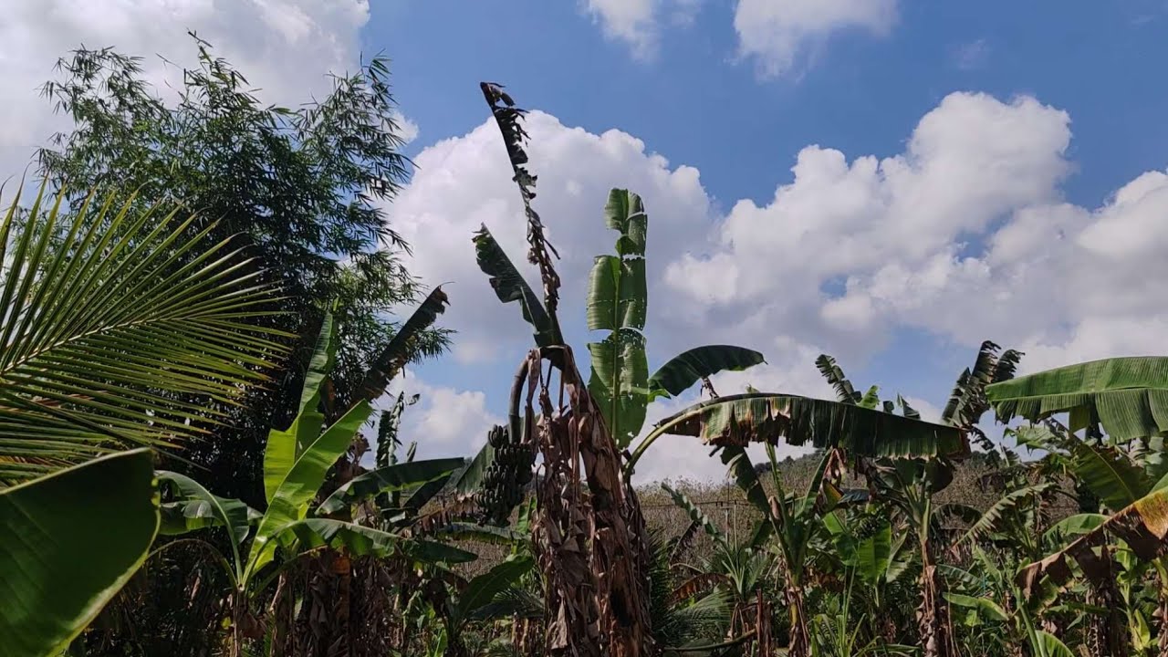 Quiet Walk in Garden, Thailand · Daily Quiet · a quiet walk to rest together in silence