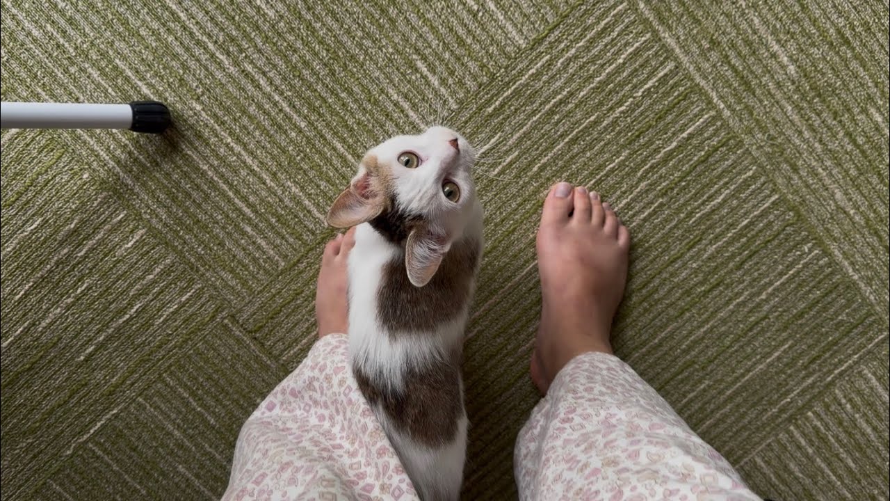 朝起きると子猫がおはよう！って話しかけてきます【元保護猫】