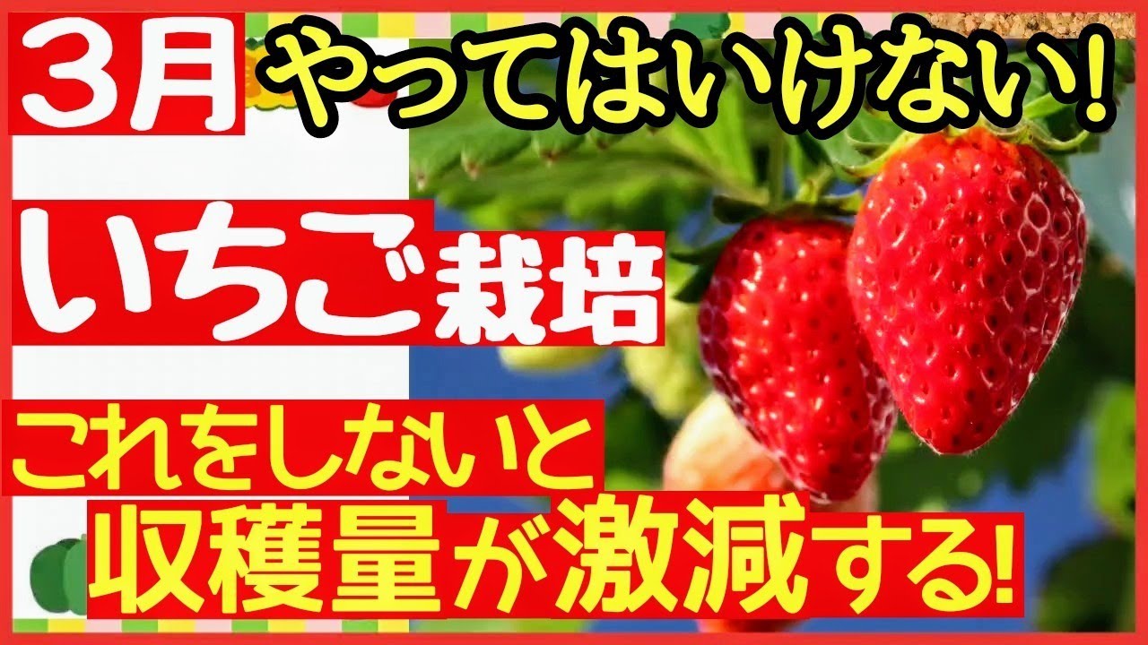 【超重要！いちご栽培】甘くて大きなイチゴを育てる最強の秘訣！一番大事な3月〜4月の管理で味と収穫量が決まる♪〜初心者・プランター栽培〜肥料と追肥
