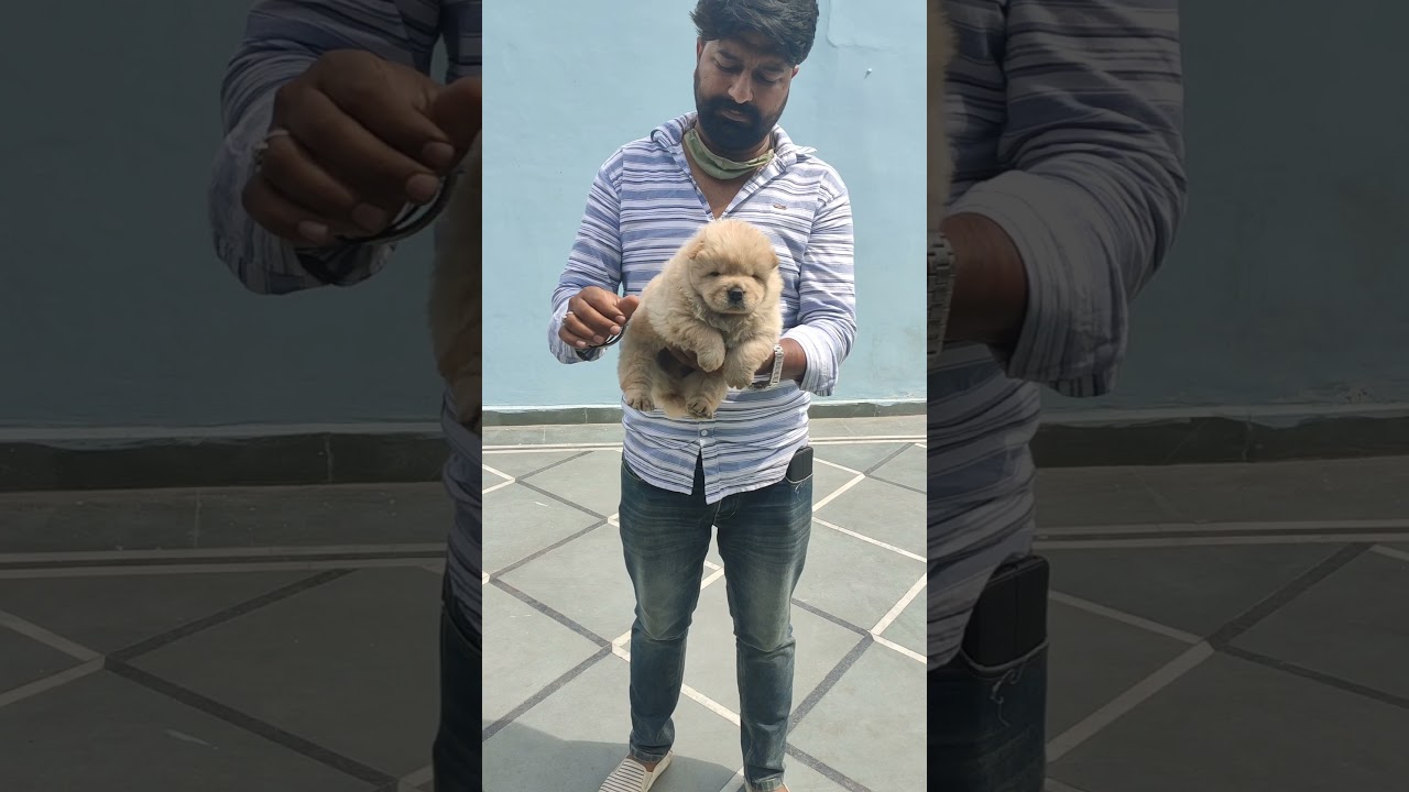 chow chow puppies available in your budget call saikennels 9711975047