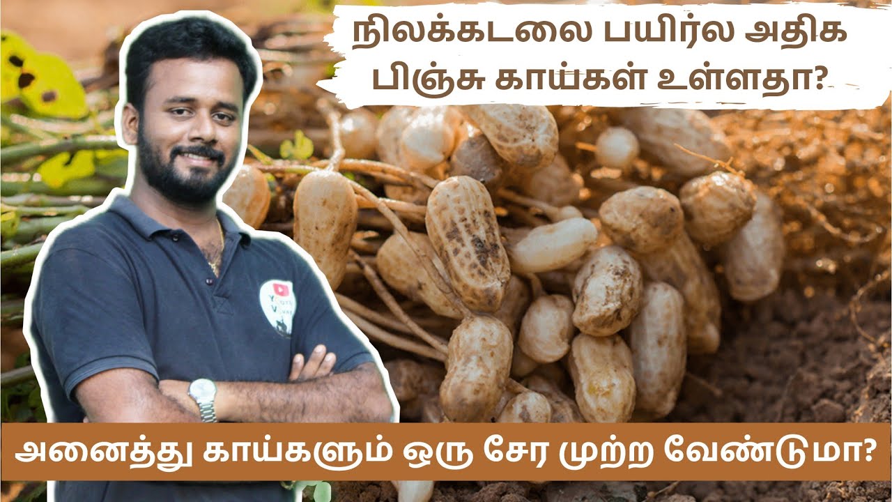 groundnut yieldmanagement-நல்ல முத்தாக நிலக்கடலை மகசூல் வேண்டுமா -என்னென்ன உரம் மருந்து அடிக்கலாம்?