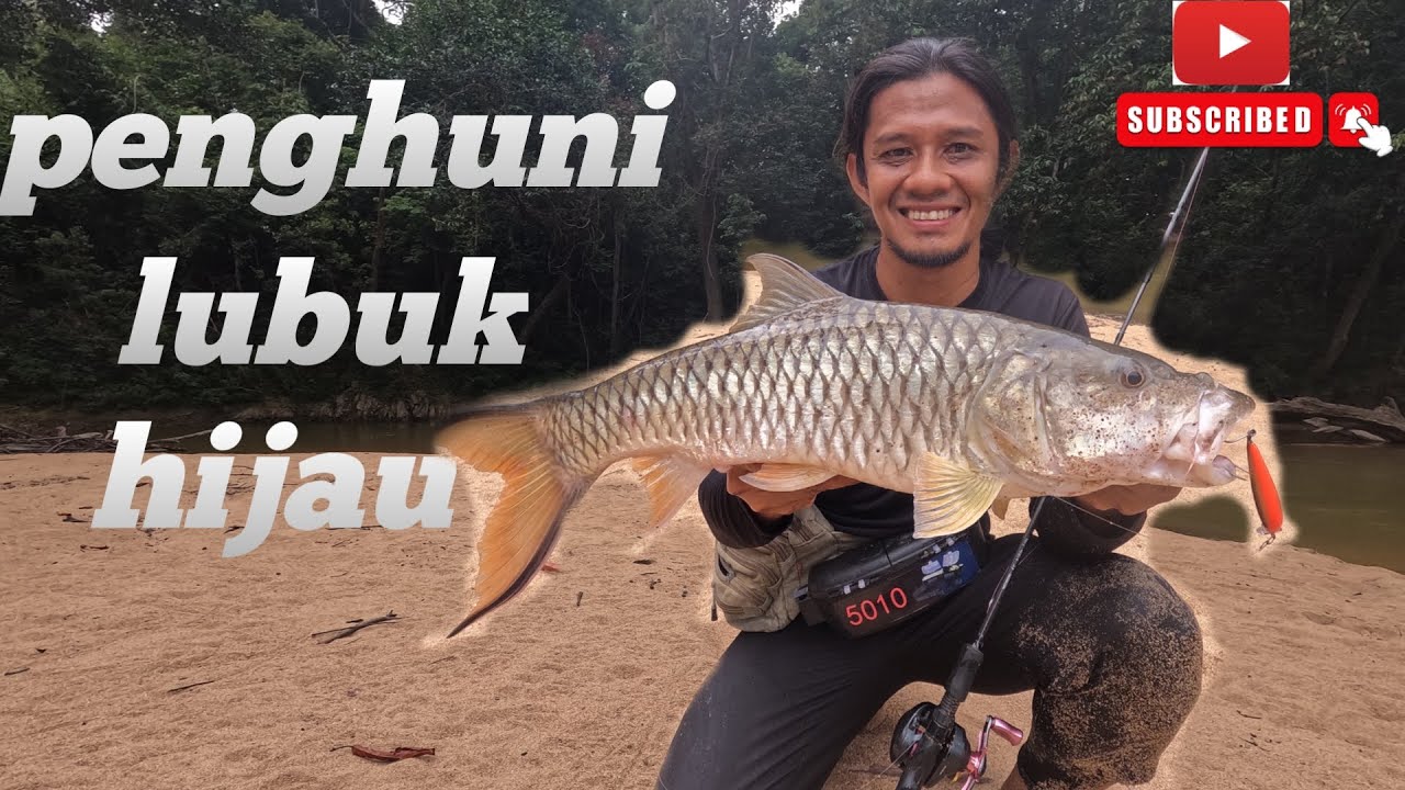 Menerjah Penghuni Lubuk. #sebarau #badong