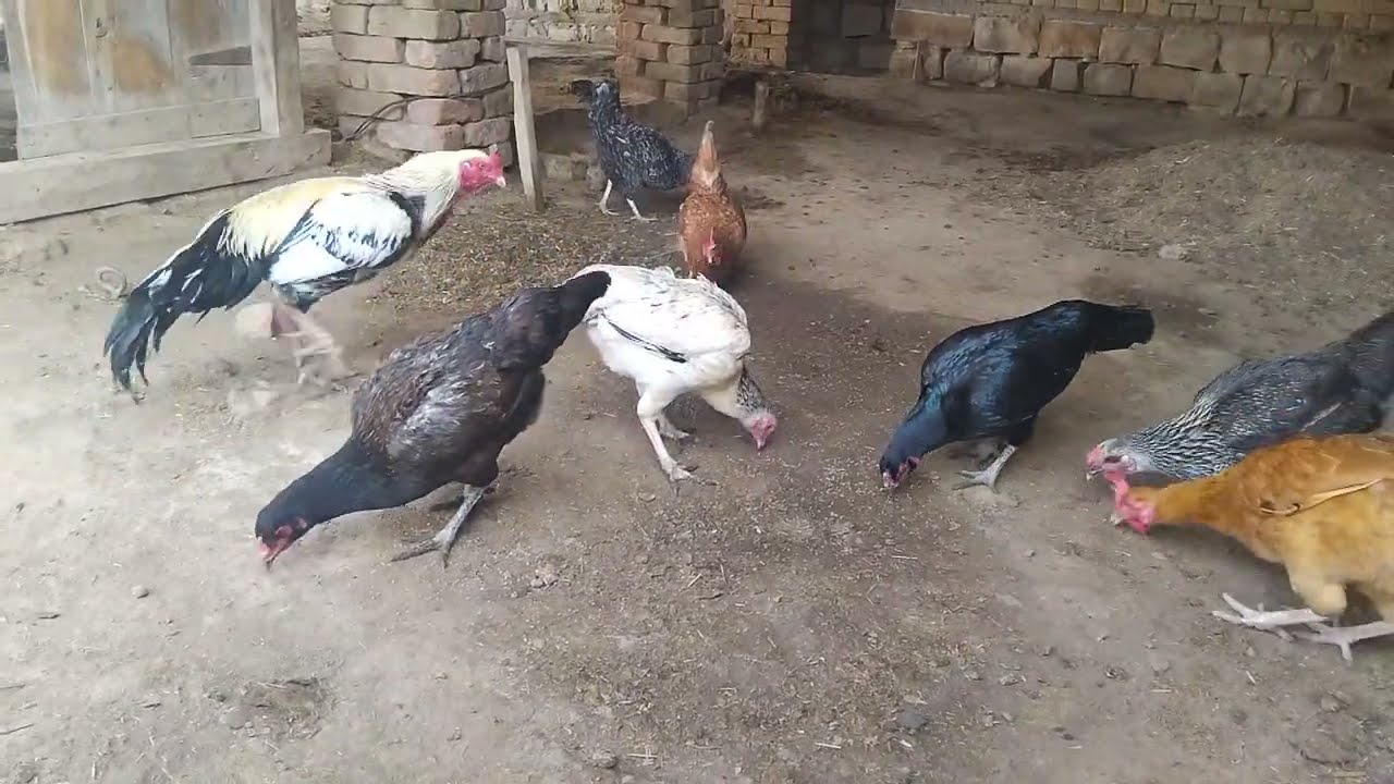 Morning Farm Feeding Time | Desi & Aseel Chickens Eating Under Rooster Supervision 🐓