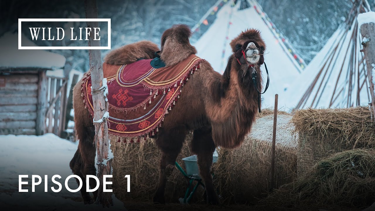 Hot Travelers in the Cold Desert:Camels of Mongolia | Destination Wild: Wild Mongolia | Episode 1