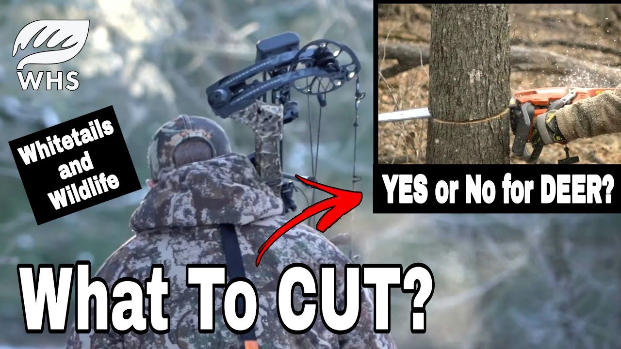 Best Trees To Cut For Whitetails