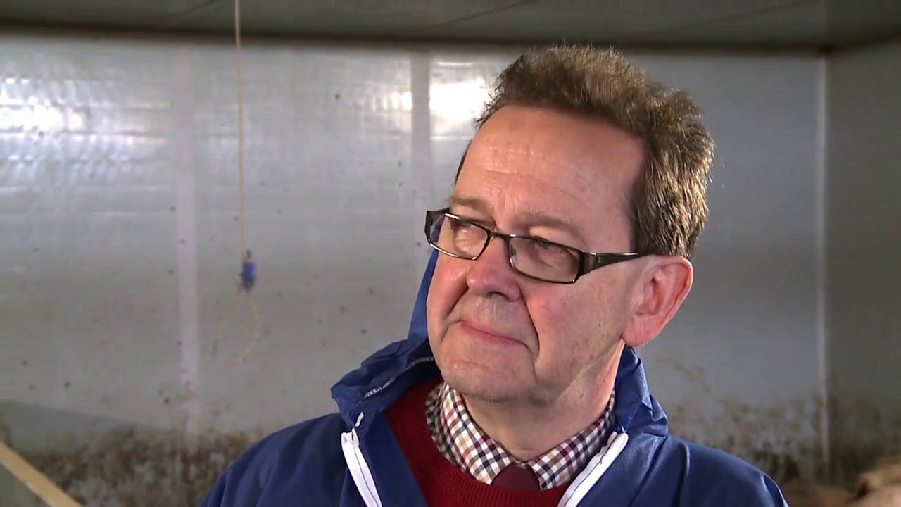 Selecting Pigs For Sale | AHDB