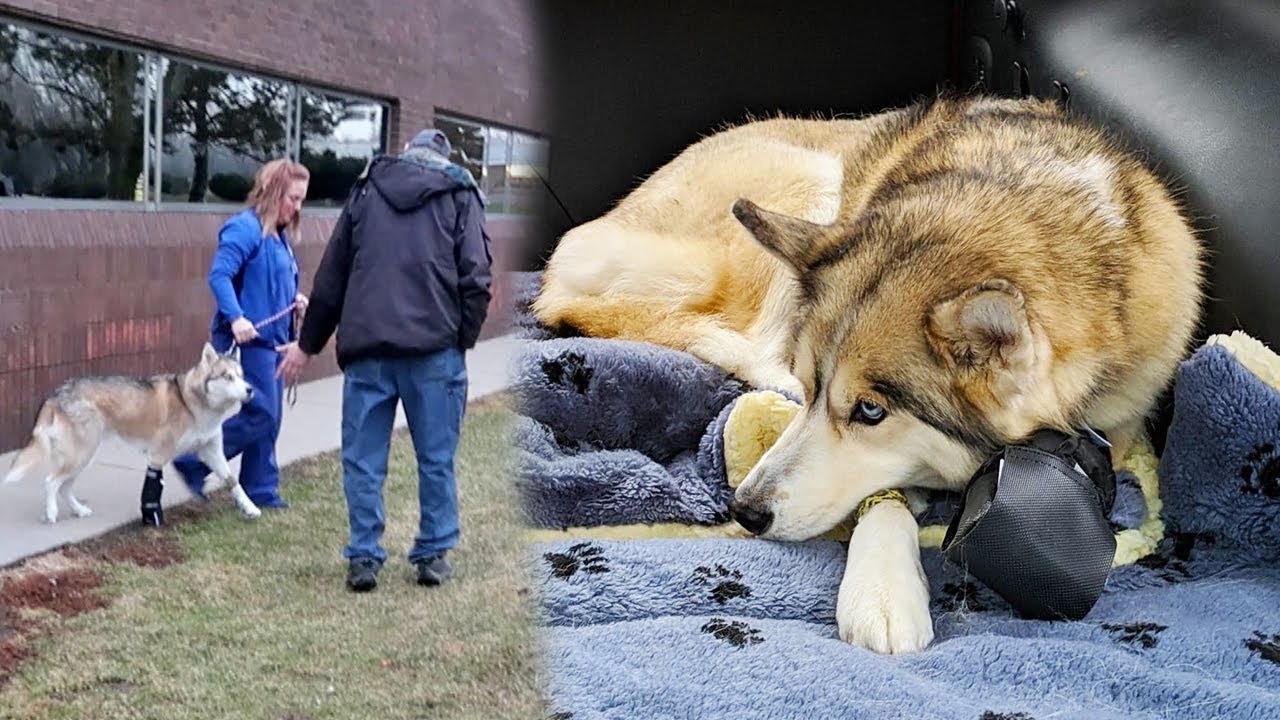 Shelby Gets to Go Home!