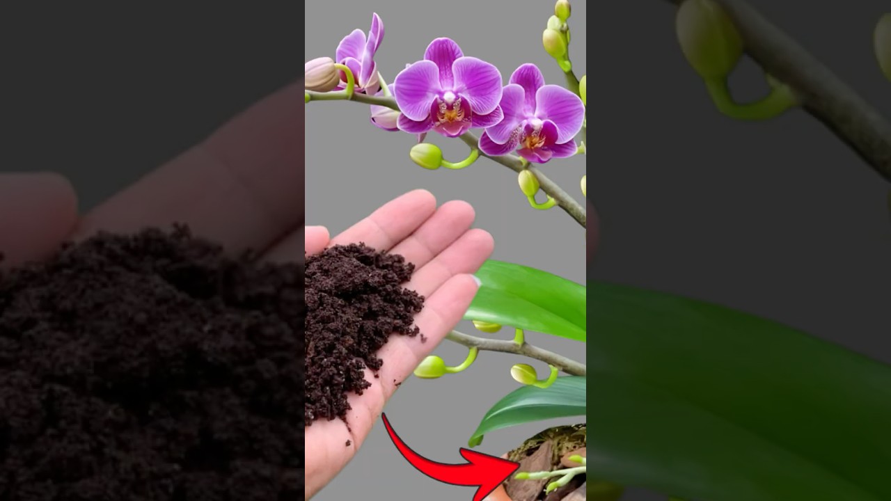 Caring for orchids using coffee grounds.  