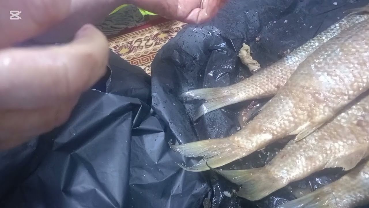 الجزء الثاني بتاع الفسيخ 🐟🐋