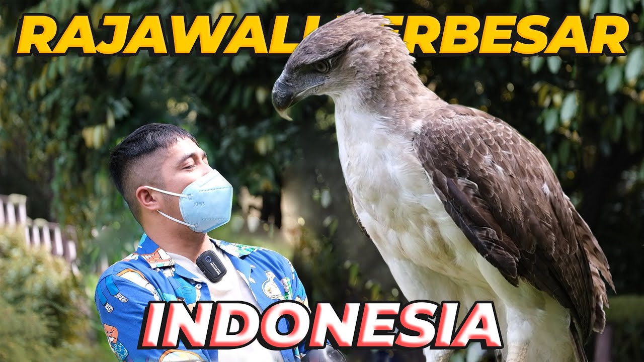 GILA BERAT BANGET..! GENDONG ELANG TERBESAR DI INDONESIA 🙀❗❗