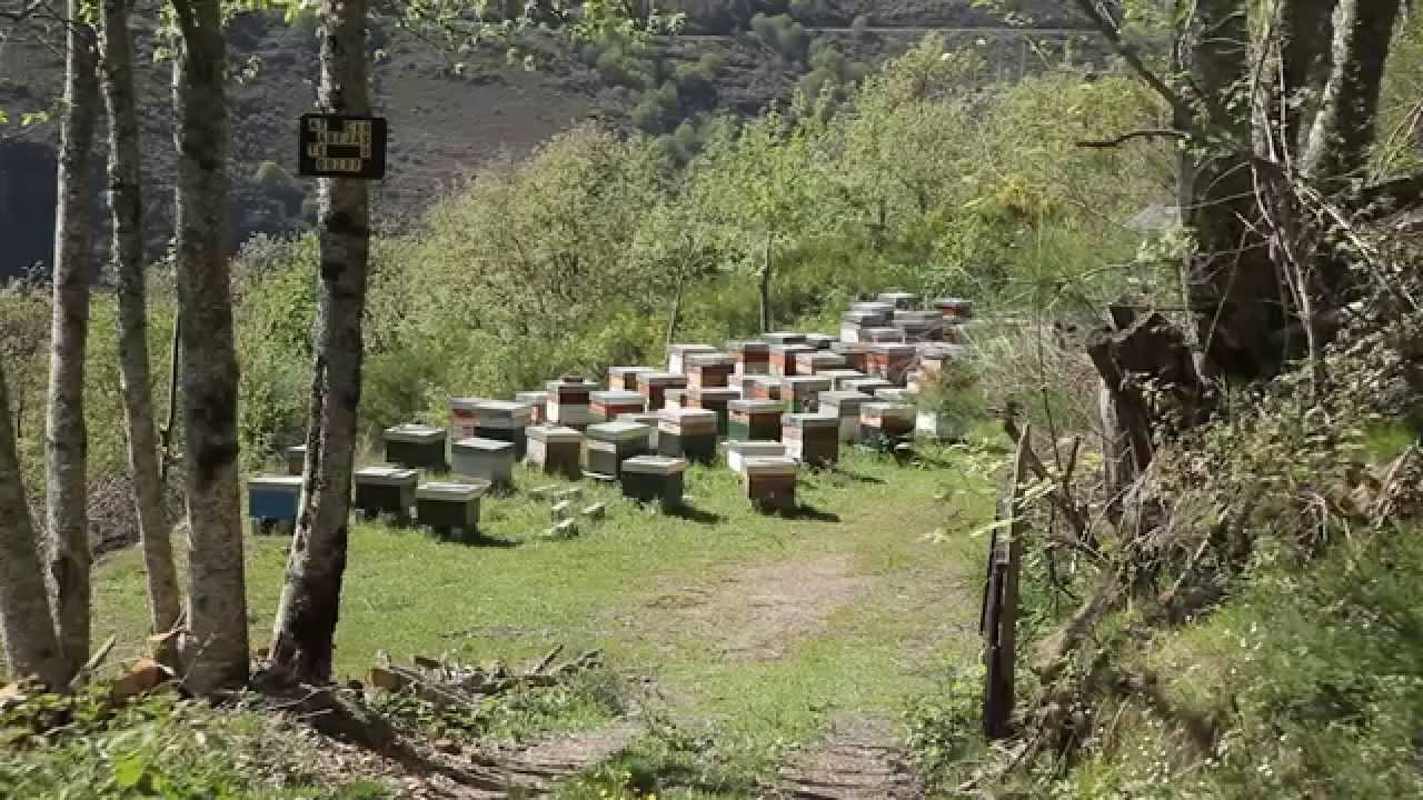 Apicultura na casa 3/5 COLMENAR