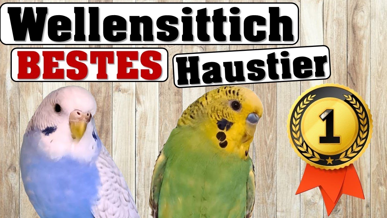 3 GR&Uuml;NDE warum WELLIS die BESTEN HAUSTIERE sind!