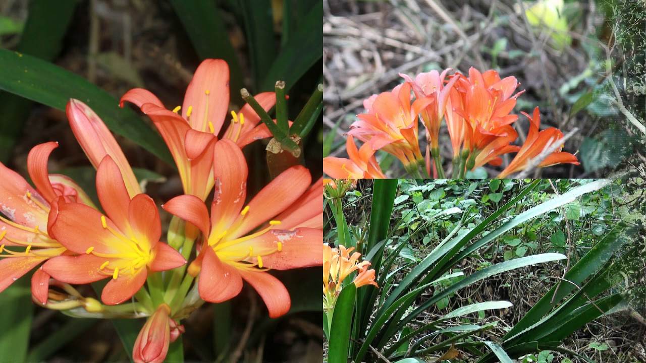 Clivia Growing in the Wild South Africa
