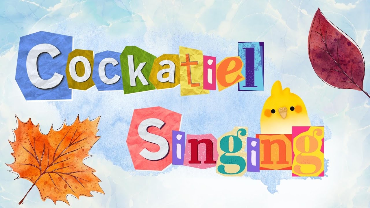 November Autumn cockatiel singing  🍁🍂🧡💛