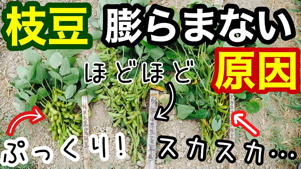 【自然農】エダマメ収穫と生育不良の原因解説/ダイズ苗定植しつつ農具の紹介《無農薬/無施肥/不耕起/枝豆大豆》
