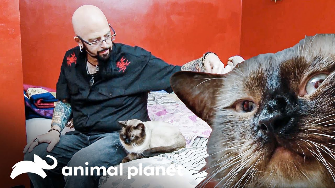Jackson  le enseña a Vincent a comportarse | Mi gato endemoniado  | Discovery Latinoamérica