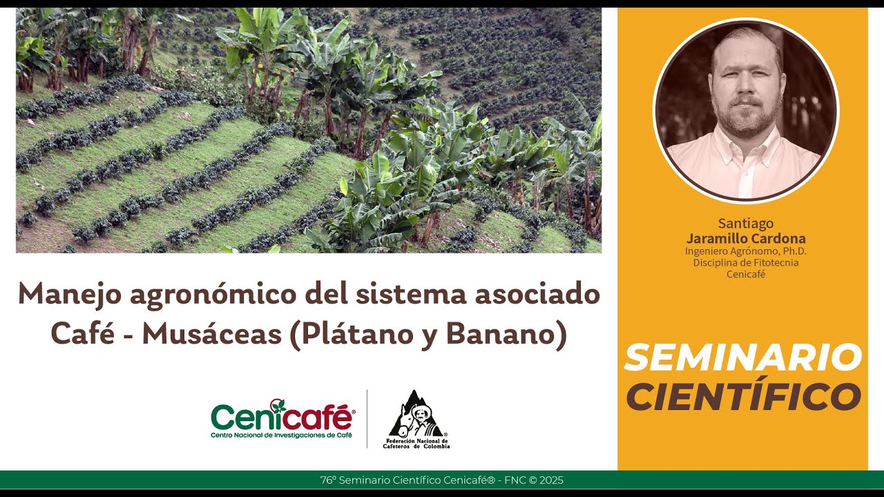 Manejo Agronómico del sistema asociado Café - Musáceas  (Plátano y Banano)