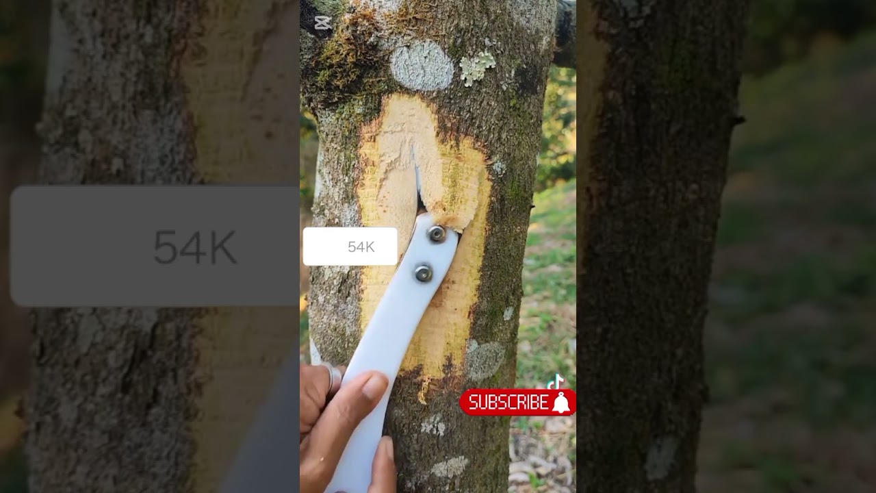 #ဒူးရင်းအခေါက်ပုတ်ရင်#ဒီနည်းဖြင့်ကာကွယ်ပါ#durians #foryou #duriantree