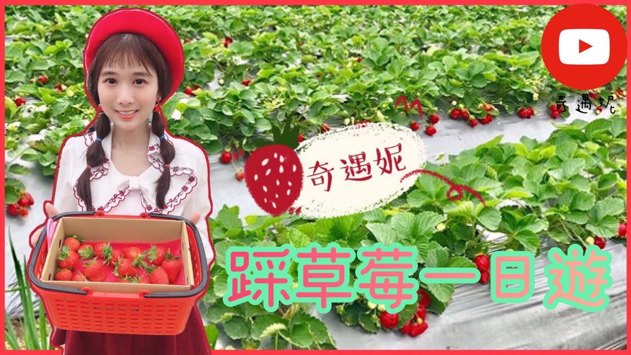 【奇遇妮】桃園大溪採草莓
