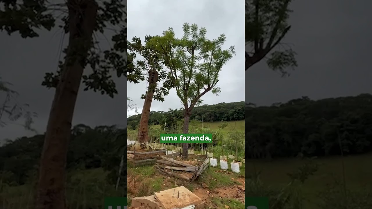 Nim Indiano Entregamos Em Todo Brasil: Ipê Branco. Peça Agora pelo (32) 9837-2804 