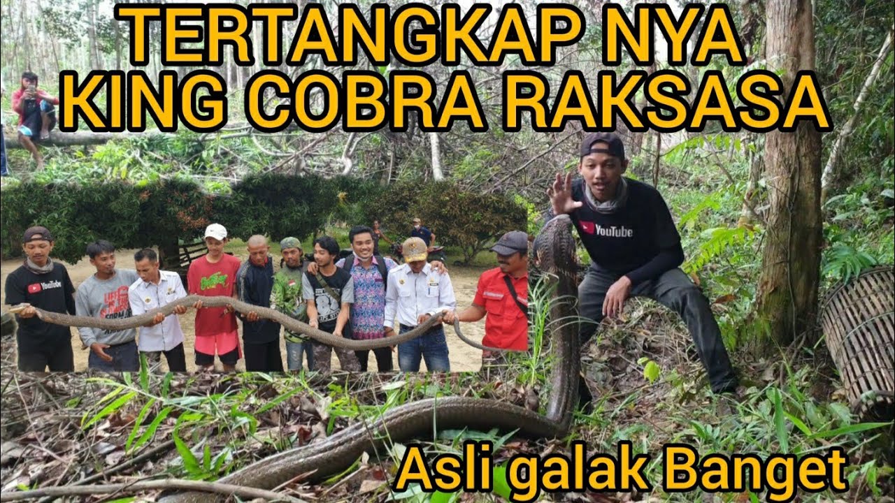 PENANGKAPAN ULAR KING COBRA SUPERR GALAKKK,WARGA DESA SENANG SEMUA